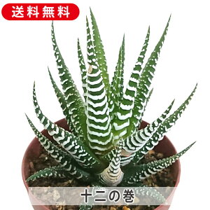 ハオルチア 十二の巻 ジュウニノマキ 2.5号 プラスチック鉢 送料無料 観葉植物 インテリア 室内装飾 飾り 寄せ植え 鉢植え 土 セット 苗 雑貨 玄関 リビング 暮らし おしゃれ オシャレ 可愛い