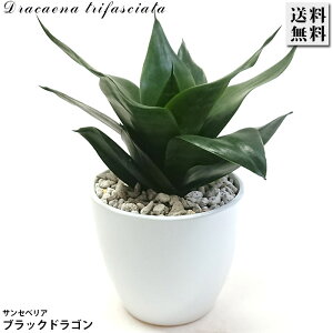 TXxA ubNhS 픫 C ϗtA O[ A   CeA  rO v[g Mtg  킢  j a a 