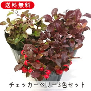 `FbJ[x[ c 3 3FZbg S[eA `Ix   sN ϊ Β NX}X  K[fjO | 񂹐A OhJo[ ~̎