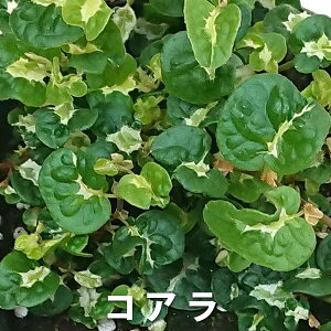 ϗtA tBJXv~ Tj[zCg ̌ RA 픫 Mt ϗtA CeA  Ε a LO ސEj i j  @lMtg Mtg t[Mtg