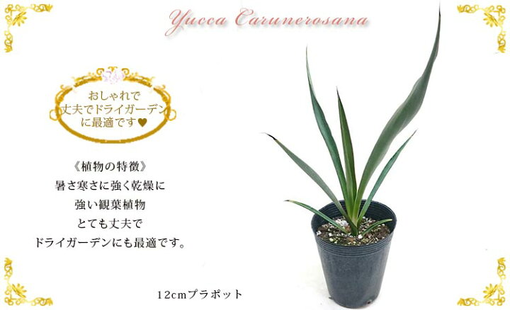 楽天市場】ユッカ カルネロサーナ 4号 直径約12cm ポット苗 ドライ 