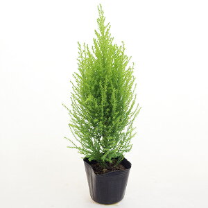 ゴールドクレスト 盆栽 植木の通販 価格比較 価格 Com