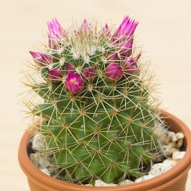 楽天市場 サボテン マミラリア 種類 植物 サボテン の通販
