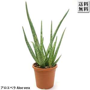 アロエベラ 4号 プラ鉢 食用 別名 医者いらず 観葉植物 多肉植物室内装飾 観葉植物 プレゼント おしゃれ お祝い 誕生日 お誕生日 ギフト 還暦 古希 喜寿 結婚祝い 開店祝い お中元 御中元 お