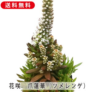 ԍ炫 cQ ܘ@ CQ  3.5 10.5cmv A ϗtA 񂹐A A ₵ CeA   G  rO 炵  IV  