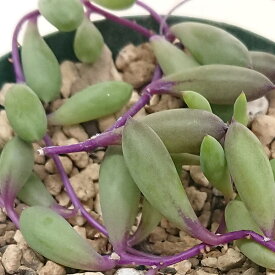 多肉植物 オトンナ属 ルビーネックレス 紫月カット極小苗 7.5cmポットで撮影