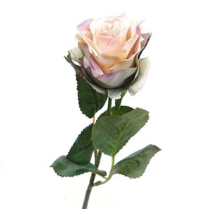 J[[Y ԍ މԒa7cm×44cm bara0180be