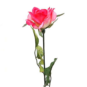  [Y sNLRۉHԌa8cm×60cm 1{ bara3075fu