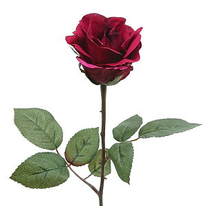  [Y bhLRۉHԌa7cm×50cm 1{ bara352re