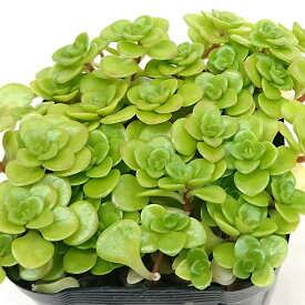 多肉植物 セダム属 丸葉万年草 7.5cm硬質プラポットで発送 marubamannensou2162