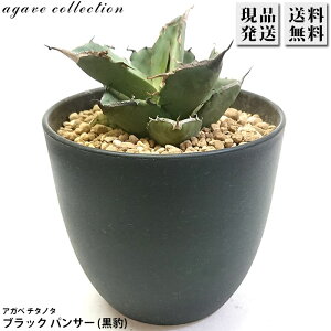AKx `^m^ ^ Ђ傤 Agave titanota Black Panther 4 v A ϗtA  bNK[f hCK[f ₵ 