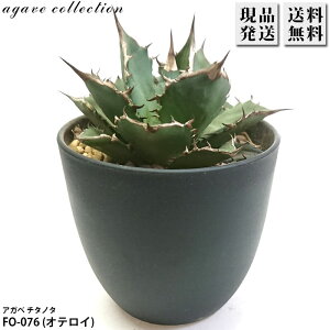 AKx `^m^ FO-076 IeC 4 v Agave A ϗtA  bNK[f hCK[f ₵ 