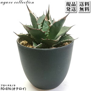 AKx `^m^ FO-076 IeC 4 v Agave A ϗtA  bNK[f hCK[f ₵ 