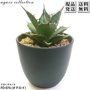 AKx `^m^ FO-076 IeC 4 v Agave A ϗtA  bNK[f hCK[f ₵ 