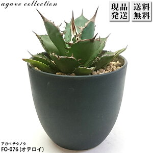 �A�K�x �`�^�m�^ FO-076 �I�e���C 4�� �v���� Agave �����A�� �ϗt�A�� �� ���b�N�K�[�f�� �h���C�K�[�f�� ���₵�� ��������
