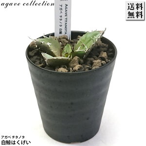 AKx `^m^ ~ nNQC 3 v A ϗtA  bNK[f hCK[f