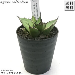 �A�K�x �`�^�m�^ ���Ή� �u���b�N�t�@�C���[ 3�� �v���� �����A�� �ϗt�A�� �� ���b�N�K�[�f�� �h���C�K�[�f��