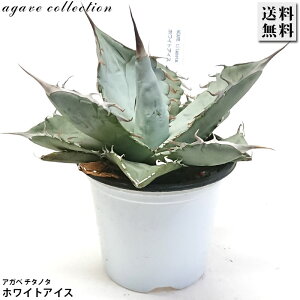 AKx `^m^ zCgACX 3 v A ϗtA  bNK[f hCK[f