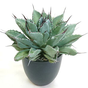 現品 アガベ ポタトラム キュービック ライジン リュウゼツラン科 5号 鉢直径15cm プラ鉢 ロックガーデン ドライガーデン 観葉植物 希少種 ガーデニング 園芸 外構 フラワーギフト プレゼント