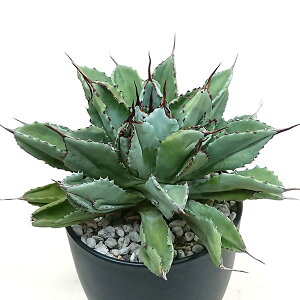 現品発送 アガベ ポタトラム キュービック リュウゼツラン科 5号 鉢直径15cm プラ鉢 NO2494