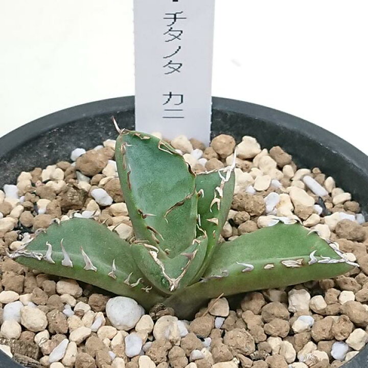 楽天市場】現品発送 アガベ チタノタ カニ 螃蟹 蟹 リュウゼツラン科  