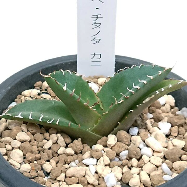 楽天市場】現品発送 アガベ チタノタ カニ 螃蟹 蟹 リュウゼツラン科  