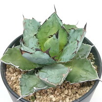 楽天市場】リュウゼツラン アガベ（高さ（植物）～ 70.9cm）の通販