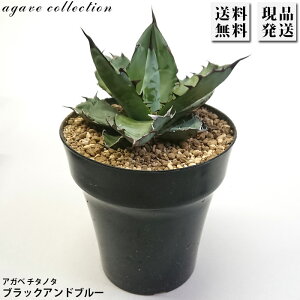 AKx `^m^ ubNAhu[ E[c 5 v Agave A ϗtA  bNK[f hCK[f ₵ 