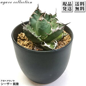 AKx `^m^ V[U[ MT 3 v Agave A ϗtA  bNK[f hCK[f ₵ 