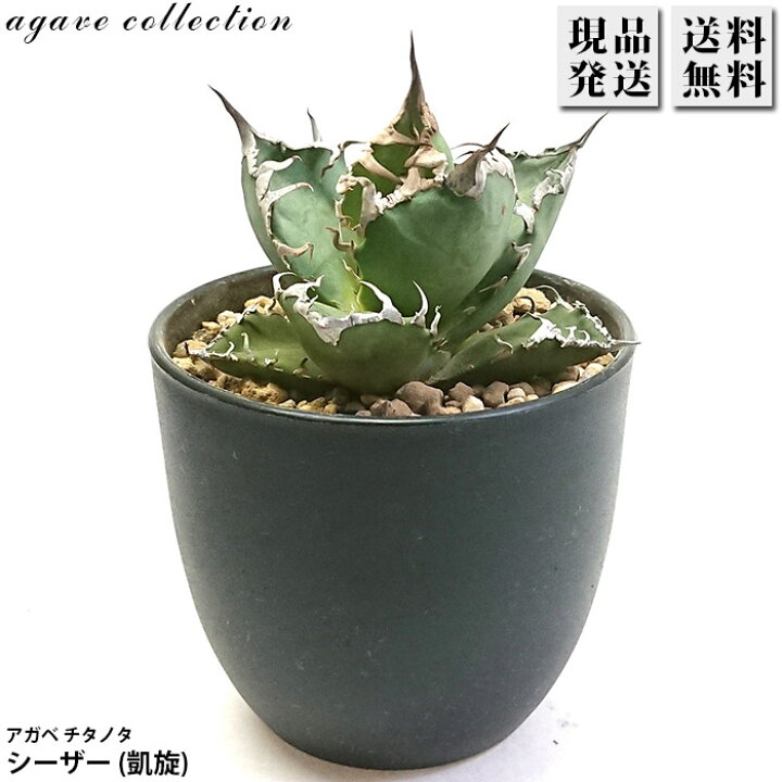 楽天市場】アガベ チタノタ シーザー 凱撒 3号 プラ鉢 Agave 多肉植物 