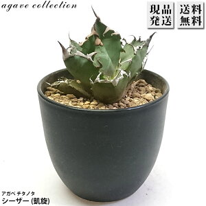 AKx `^m^ V[U[ MT 3 v Agave A ϗtA  bNK[f hCK[f ₵ 