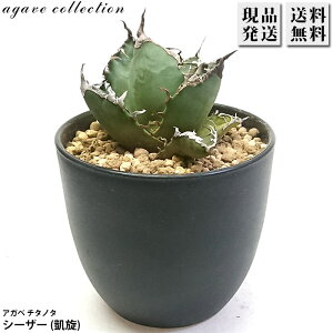 AKx `^m^ V[U[ MT 3 v Agave A ϗtA  bNK[f hCK[f ₵ 