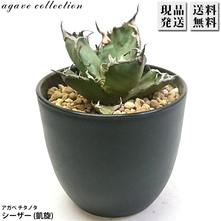 楽天市場】アガベ チタノタ シーザー 凱撒 3号 プラ鉢 Agave 多肉植物 