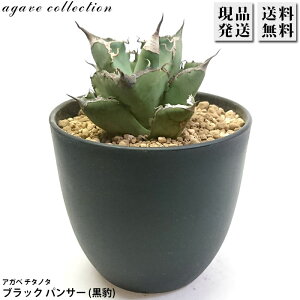 AKx `^m^ ^ Ђ傤 Agave titanota Black Panther 4 v A ϗtA  bNK[f hCK[f ₵ 