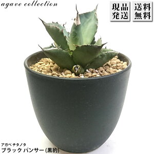 AKx `^m^ ^ Ђ傤 Agave titanota Black Panther 4 v A ϗtA  bNK[f hCK[f ₵ 