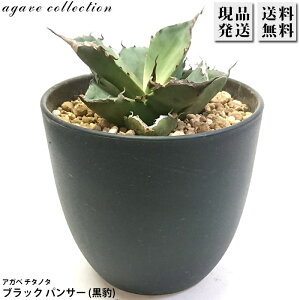 AKx `^m^ ^ Ђ傤 Agave titanota Black Panther 4 v A ϗtA  bNK[f hCK[f ₵ 