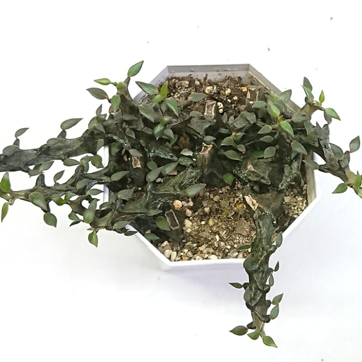 楽天市場】セロペギア ボッセリ 3号 9cmプラ鉢 多肉植物 観葉植物 