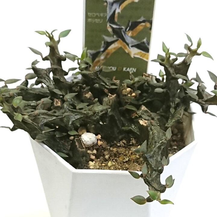 楽天市場】セロペギア ボッセリ 3号 9cmプラ鉢 多肉植物 観葉植物 