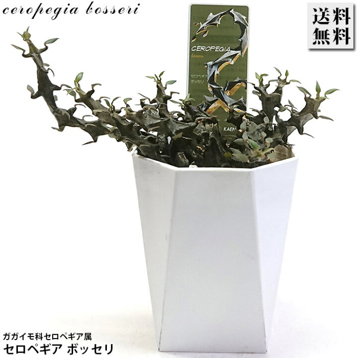 楽天市場】セロペギア ボッセリ 3号 9cmプラ鉢 多肉植物 観葉植物 