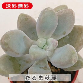 多肉植物 だるま秋麗 グラプトペタルム属 カット小苗 多肉植物 多肉 寄せ植え 鉢植え 増やし方 苗 カット苗 送料無料 観葉植物 多肉 葉挿し インテリア 室内装飾 飾り 雑貨 インテリア 玄関 リビング 暮らし おしゃれ オシャレ 可愛い かわいい プレゼント ギフト 癒し