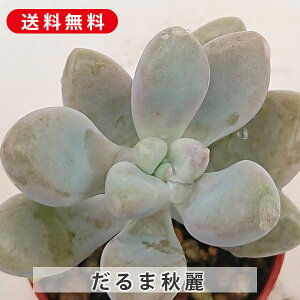 多肉植物 だるま秋麗 グラプトペタルム属 カット小苗 多肉植物 多肉 寄せ植え 鉢植え 増やし方 苗 カット苗 送料無料 観葉植物 多肉 葉挿し インテリア 室内装飾 飾り 雑貨 インテリア 玄関