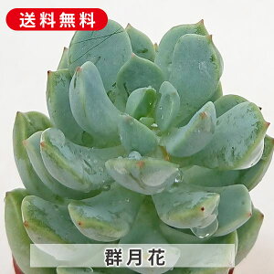 A Q GPxA Jbgc  񂹐A A ₵ c Jbgc  ϗtA  t} CeA   G CeA  rO 炵 