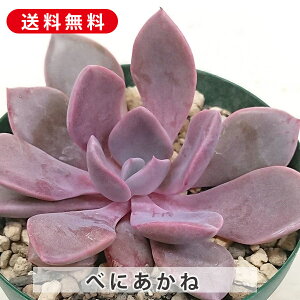 A g ׂɂ GPxA Jbgc  񂹐A A ₵ c Jbgc  ϗtA  t} CeA   G CeA  rO 