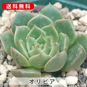 A IrA GPxA Jbgc A  񂹐A A ₵ c Jbgc  ϗtA  t} CeA   G CeA  rO 