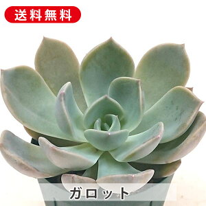 A Kbg GPxA Jbgc  񂹐A A ₵ c Jbgc  ϗtA  t} CeA   G CeA  rO 炵 