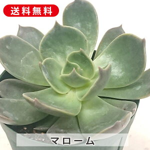 A }[ GPxA Jbgc  񂹐A A ₵ c Jbgc  ϗtA  t} CeA   G CeA  rO 炵 