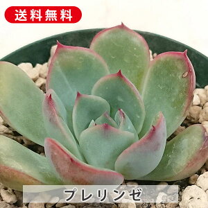 A v[ GPxA Jbgc  񂹐A A ₵ c Jbgc  ϗtA  t} CeA   G CeA  rO 炵 