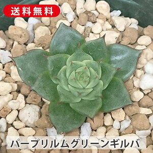 A p[vO[Mo GPxA Jbgc  񂹐A A ₵ c Jbgc  ϗtA  t} CeA   G CeA 