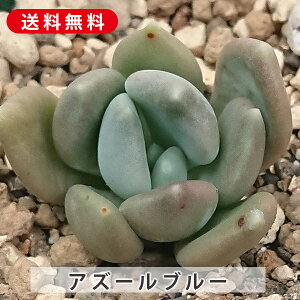 A AY[u[ GPxA Jbgc  񂹐A A ₵ c Jbgc  ϗtA  t} CeA   G CeA  rO 