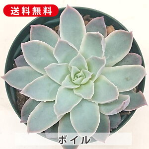 A {C GPxA Jbgc  񂹐A A ₵ c Jbgc  ϗtA  t} CeA   G CeA  rO 炵 